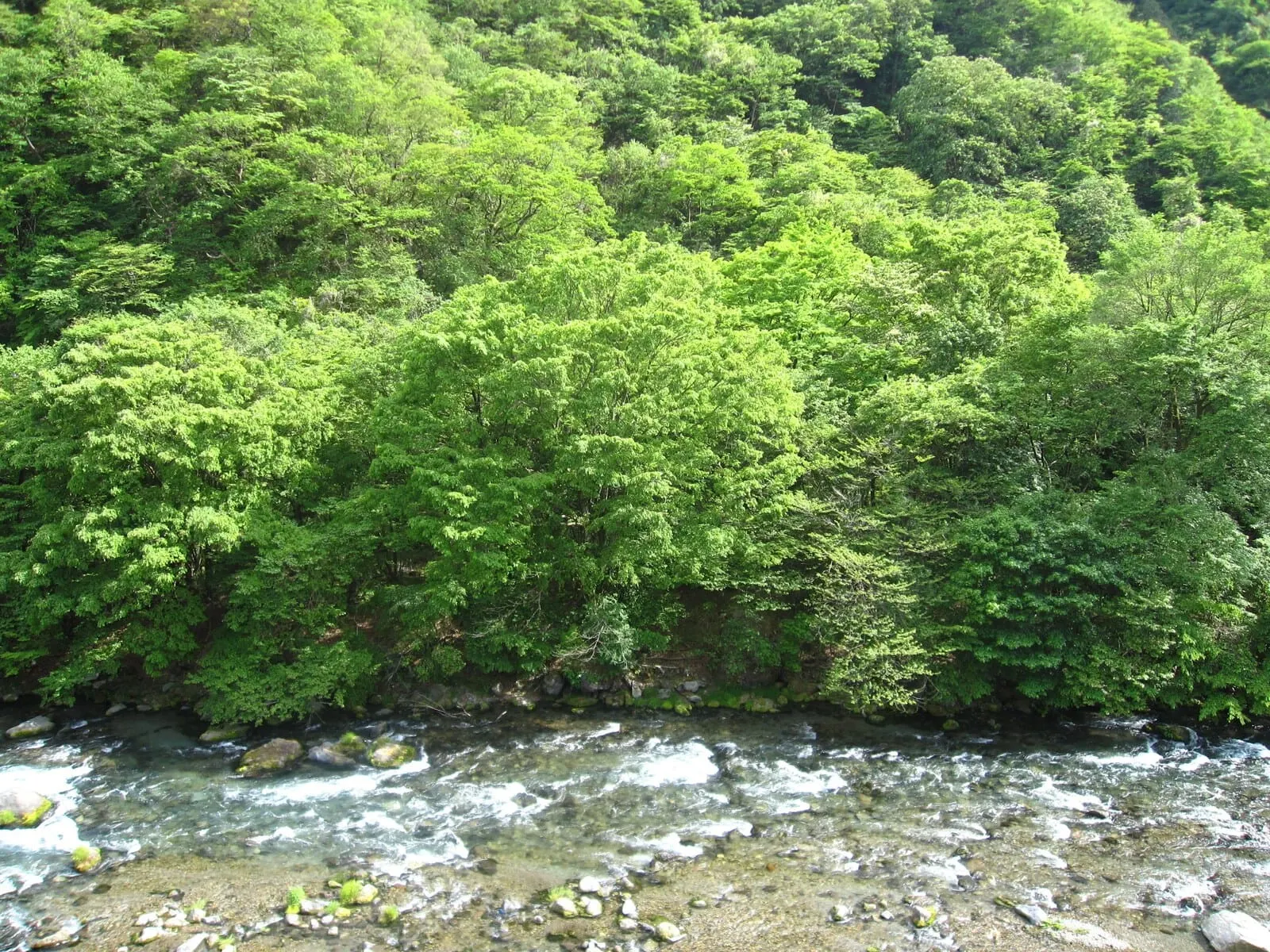 Koduchi no Yado Tsurukamedaikichi: The Daiya river below